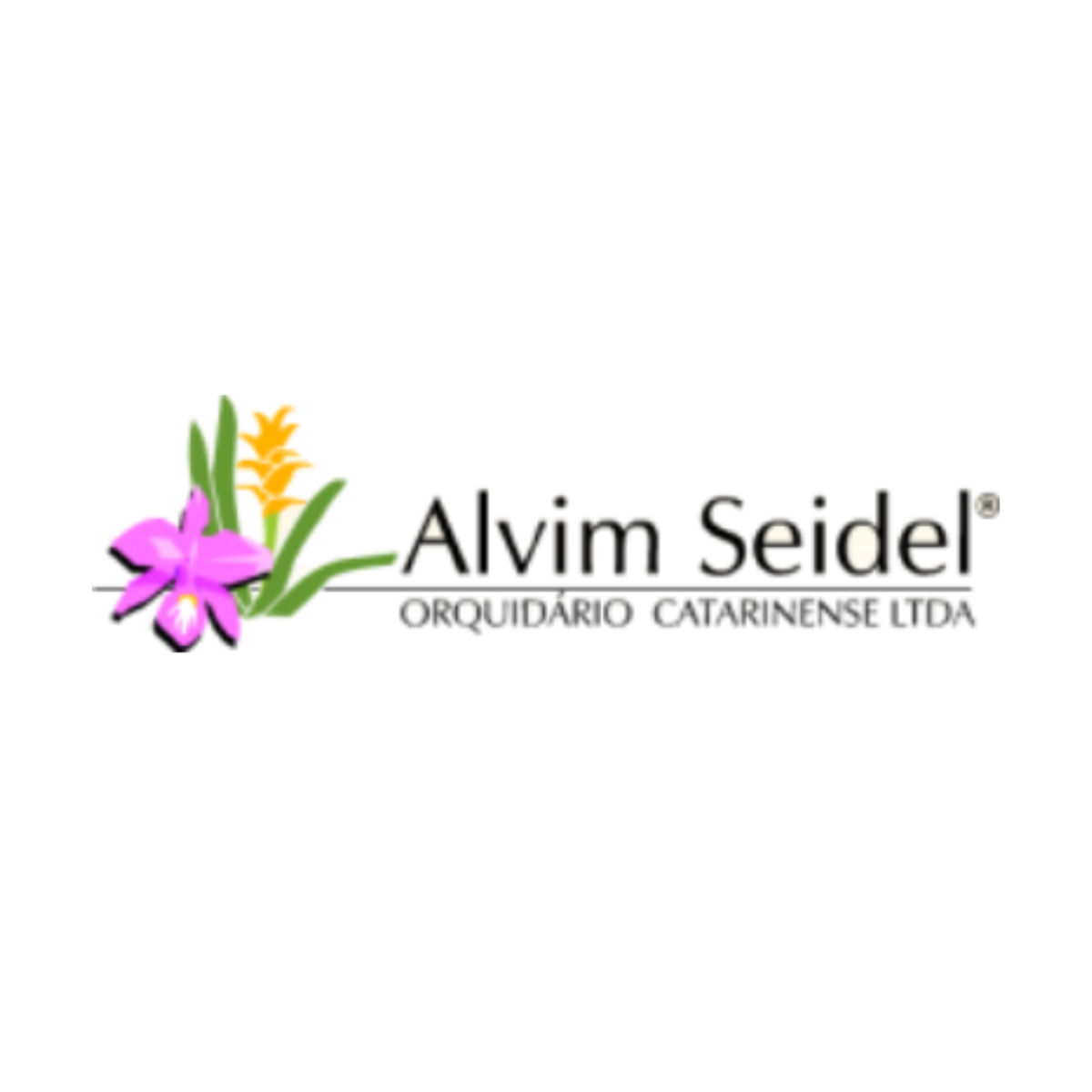 1UGQW2X-alvim_seidel.png